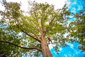 How Our Tree Care Process Works  in  Gallup, NM